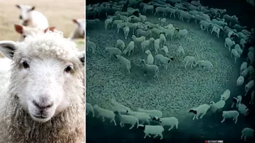 Video bizar Mai multe oi sau invartit 12 zile in cerc Care ar putea fi explicatia