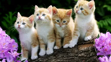 GALERIE FOTO Cele mai scumpe pisici din lume
