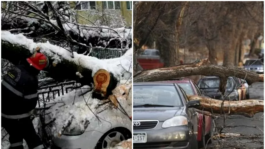 Cum se repara o masina dupa ce un copac a cazut pe ea in urma unei ninsori Ce spune legea