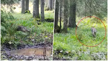 Animalul foarte periculos surprins recent de camere in muntii Romaniei Cauta in permanenta sa ucida Imagini rare