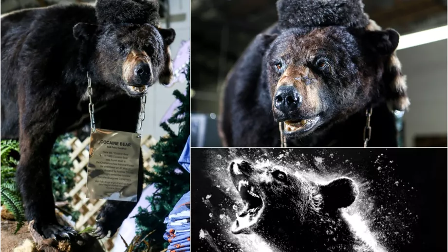 Povestea reala a ursului care a inspirat filmul Cocaine Bear Ce a patit animalul dupa ce a consumat drogurile