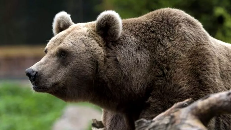 Turist atacat de un urs caruia voia sai de de mancare pe Transfagarasan Daca voia bucati il facea Video
