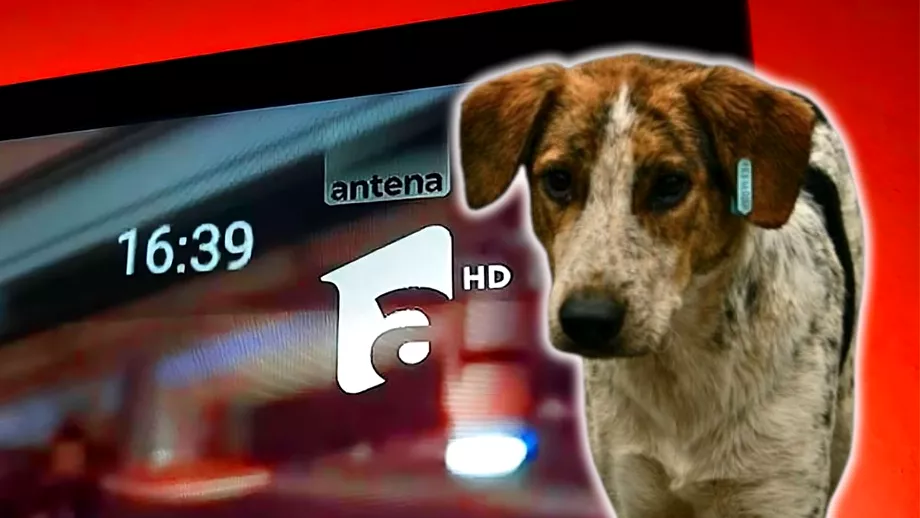 Un nou scandal bubuie la Antena 1 Simona Gherghe intervine in controversa eutanasierii cainilor  Update