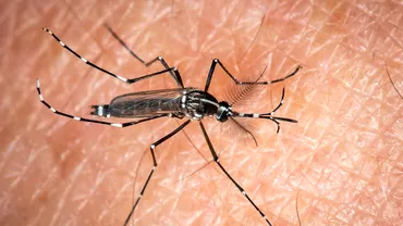 Febra Dengue boala tropicala care se raspandeste si in Europa Specialistii spun ca poate deveni endemica pe continent