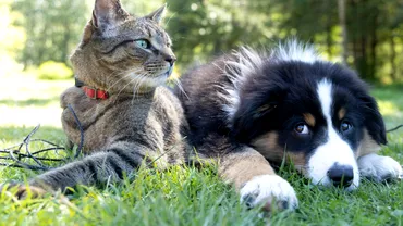 Cainele sau pisica Care animal este mai inteligent Explicatia te va uimi