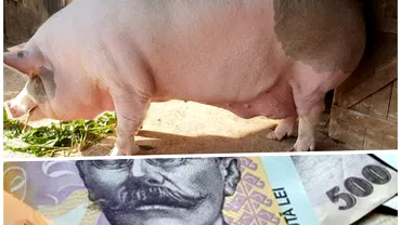 Cel mai scump porc din Romania costa cat o masina Ce greutate are si cine este vanzatorul