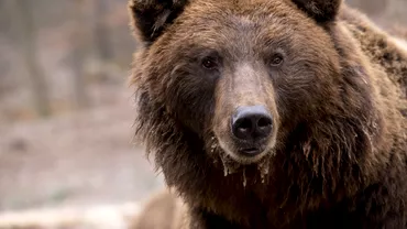 Ursul a coborat din nou in sate pericol pentru localnici si turisti Mesaj RoAlert emis in judetul Buzau