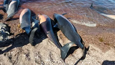 Dezastru ecologic in Marea Neagra Razboiul a ucis 3000 de delfini
