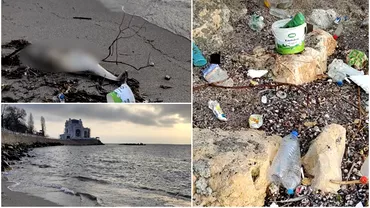 Alarma pe litoralul romanesc Biologii investigheaza moartea unui delfin gasit pe o plaja din Constanta