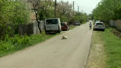 O fetiță de 7 ani din Buzău a fost desfigurată de cinci câini....