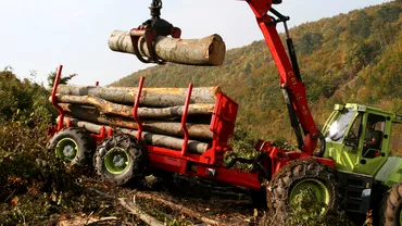 Furturile de lemn devin frecvente in Germania Criza energetica identificata drept principala cauza