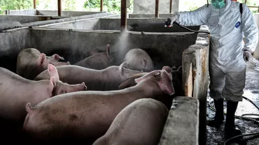 Pesta porcina face ravagii la o ferma din Timis Aproape 40000 de porci vor fi sacrificati