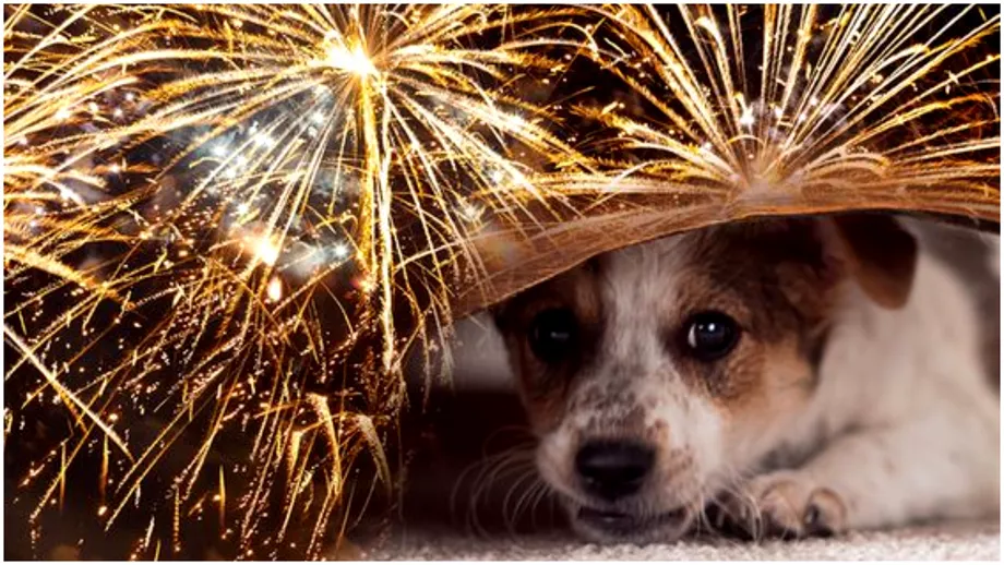 Cum poti linisti cainii speriati de sunetul de artificii Sfaturi de la medicii veterinari