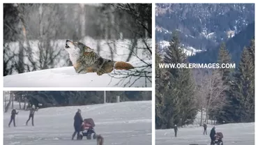 Lup filmat urmarind o mama cu copilul in carucior intro statiune de schi din Italia Reactia autoritatile Video