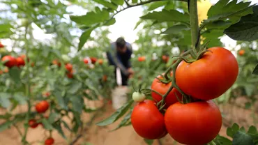 Programul Tomata 2022 Ministerul Agriculturii a prezentat noile conditii pentru fermieri