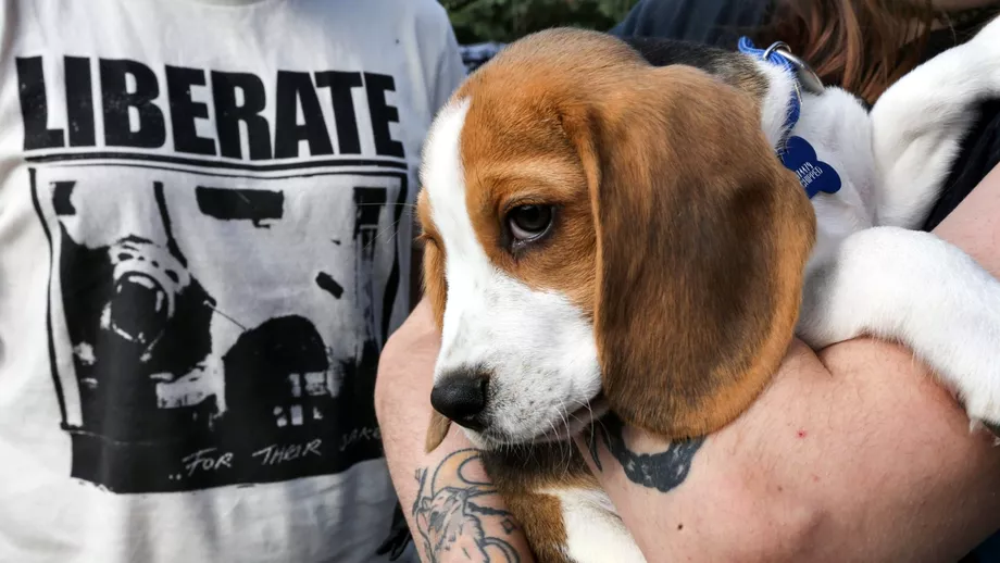 Mii de pui rasa beagle salvati de la experimentele de laborator Cei 4000 de catelusi isi cauta acum stapani care sai iubeasca