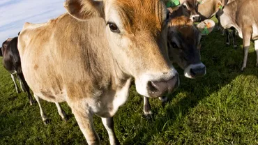 Microplastice detectate in carnea laptele si sangele animalelor de ferma Anuntul cercetatorilor