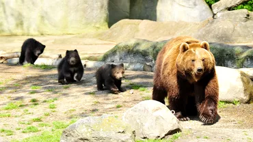 O ursoaica si puiul ei au fost ucisi in Odorheiul Secuiesc Animalele umblau pe strazile orasului de luni bune