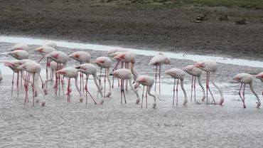 Imagini rare în Delta Dunării. Peste 100 de păsări flamingo au fost observate în ultimele două zile. Foto