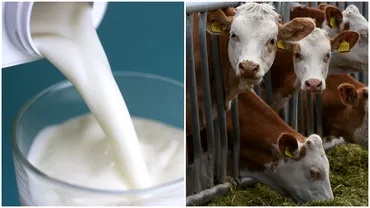 Cu cat vand fermierii litrul de lapte Diferenta majora de pret fata de supermarketuri Lacomia e la un nivel mult mai mare decat ne putem inchipui