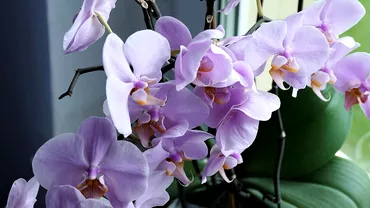 Cum sa ingrijesti corect orhideea Cele mai utile trucuri ca sa infloreasca tot anul