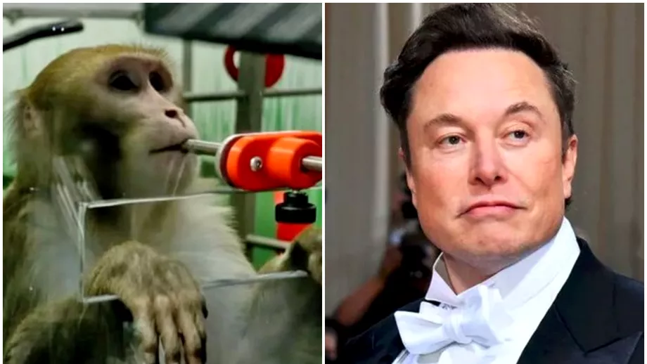 Scandal monstru la Neuralink Compania lui Elon Musk acuzata ca a ucis peste 1500 de animale in teste gresite