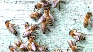 Momente de groaza pentru un copil de 3 ani atacat de albine Medicii au extras 74 de ace din corpul baiatului
