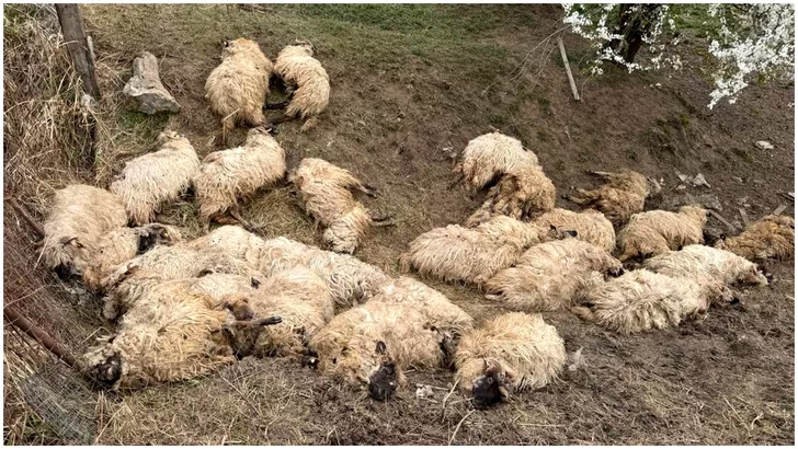 Peste 100 de oi au fost găsite moarte, în Timiș.