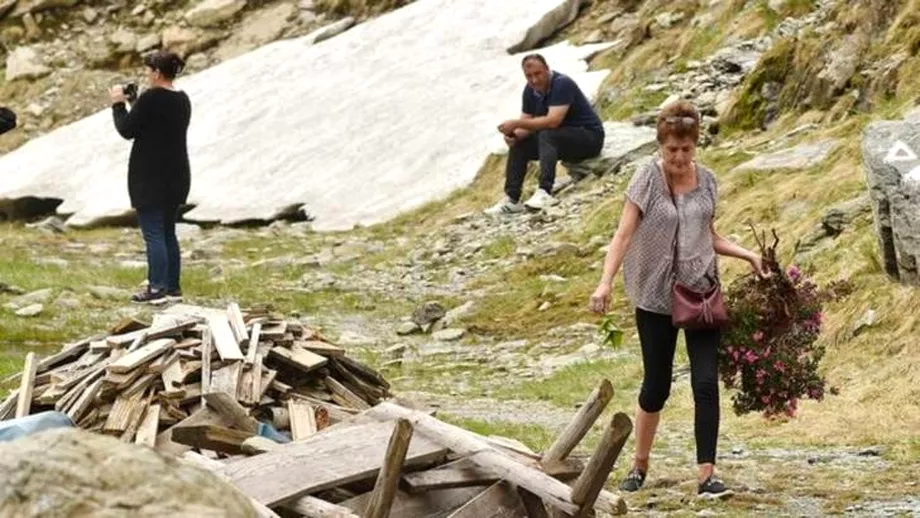 O turista a smuls din radacini o tufa de bujori Salvamont Arges Tufele distruse de biped au cel putin 30 de ani