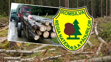 Cine este vinovat pentru furtul de lemne din padurile Romaniei Acuze dure la adresa Romsilva Silvicultorul nu trebuie sa faca deloc comert cu lemn