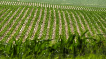 Comisia Europeana da unda verde la superrecolte modificate genetic Suntem pregatiti pentru o noua generatie de plante