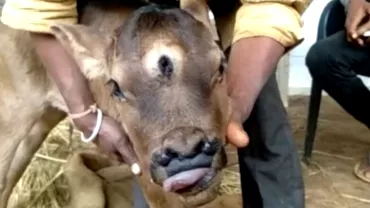 Fenomen rar in India Un vitel sa nascut cu 3 ochi si 4 nari Localnicii cred ca e un semn divin Video