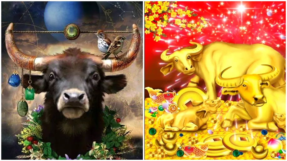 Zodiac chinezesc pentru sambata 28 mai 2022 Bivolii si Mistretii fac eforturi pentru relatiile lor