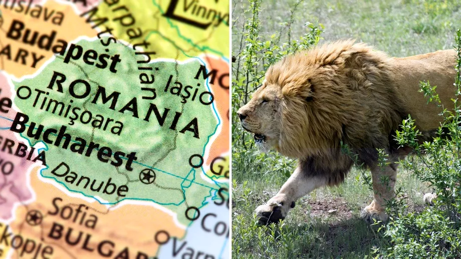 Romania tara in care se plimba pe strazi lei jaguari tigri si maimute Cum au ajuns in libertate asemenea animale si cat de haotice au fost autoritatile in capturarea lor