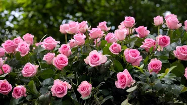 Care este cel mai bun ingrasamant natural pentru trandafiri Folosestel si vei avea cele mai frumoase flori