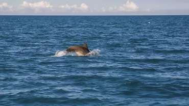 Inca un delfin mort a ajuns pe malul romanesc al Marii Negre Biologii incearca sa stabileasca motivul mortii