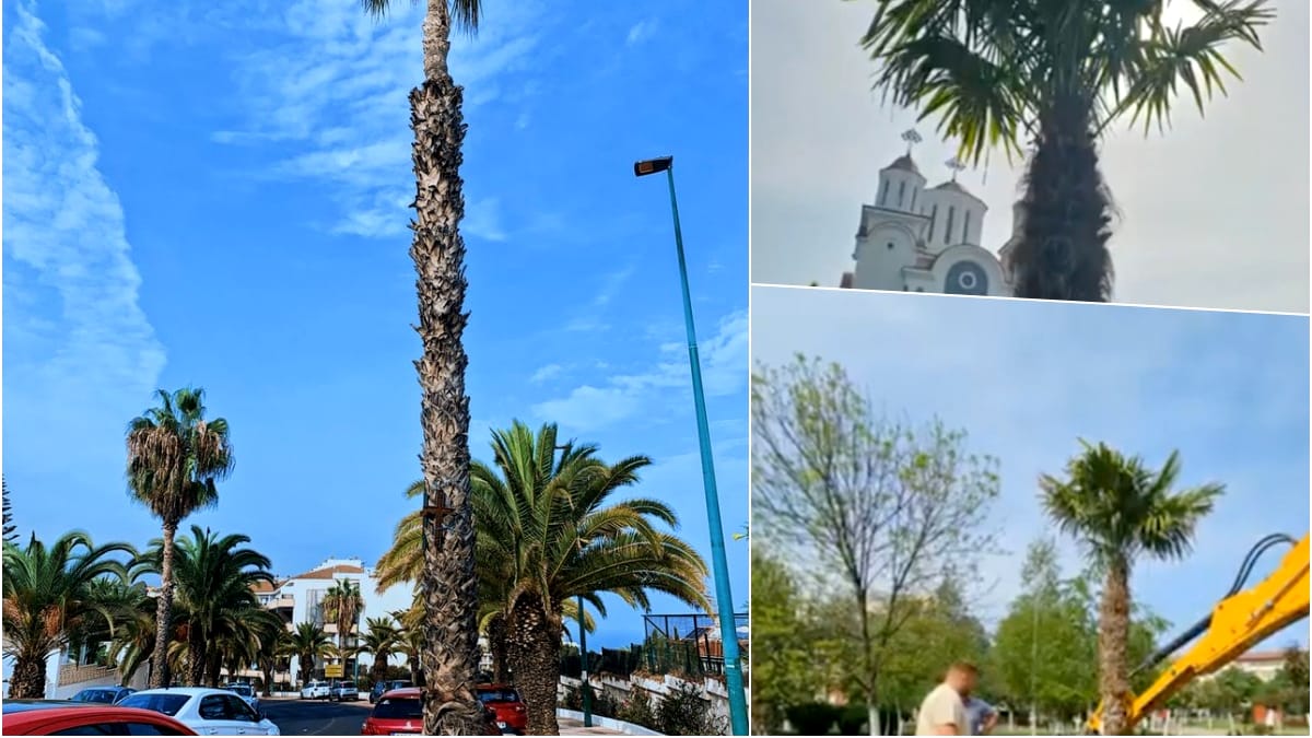 Orașul mic din România care va avea străzi ca-n Tenerife. Autoritățile s-au apucat să planteze palmieri