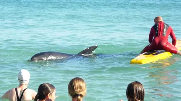 Pui de delfin salvat de salvamari si ISU Dobrogea la Mamaia Video