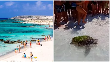 Cum au reactionat mai multi turisti romani cand au vazut o broasca testoasa ranita pe o plaja din Grecia