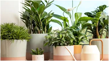 Plantele care te ajuta sa mentii temperatura ideala in casa vara Curata aerul si combat caldura