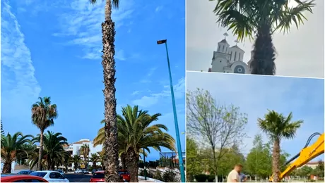 Orasul mic din Romania care va avea strazi can Tenerife Autoritatile sau apucat sa planteze palmieri