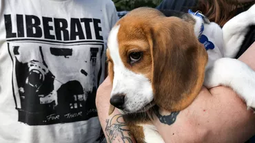 Mii de pui rasa beagle salvati de la experimentele de laborator Cei 4000 de catelusi isi cauta acum stapani care sai iubeasca