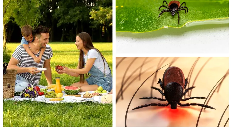 Cum sa ne ferim de capuse si cat de periculoase sunt aceste insecte