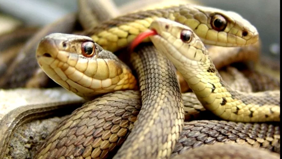 Localnicii sunt INGROZITI Invazie de serpi intro comuna din Romania