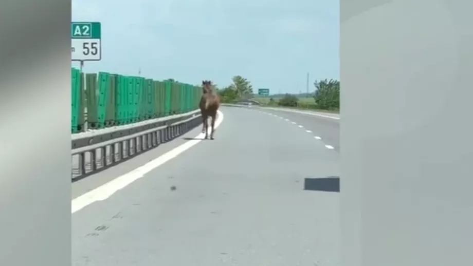 Imagini ca intrun western american Un cal sia facut aparitia pe Autostrada Soarelui