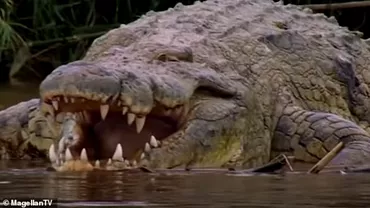 Ucigasul nemilos care ar fi mancat mai mult de 300 de oameni Povestea incredibila a crocodilului greu deo tona si lung de 6 metri