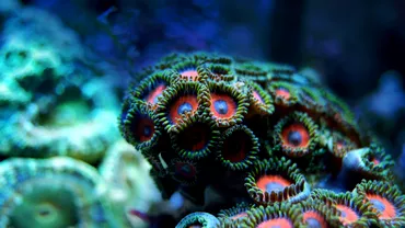 Creaturile ciudate care au fost descoperite in apele marii Au mii de ochi