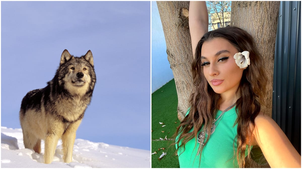 Relaţie neobişnuită, o tânără din Paşcani a adoptat o lupoaică. Animalul sălbatic o costă sute de euro lunar