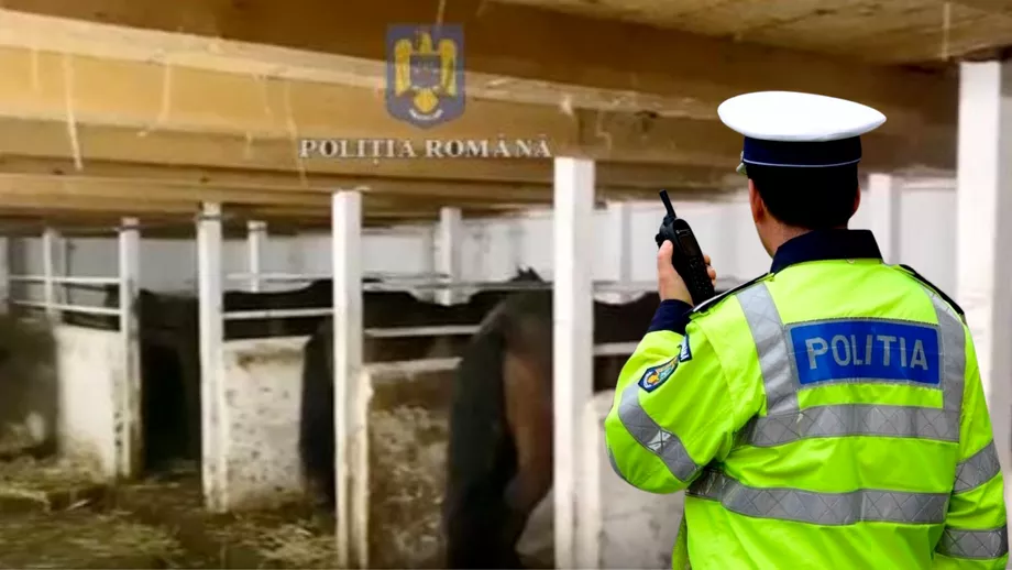 Politistii brasoveni au salvat 33 de cai dintrun abator Unde urma sa ajunga carnea animalelor