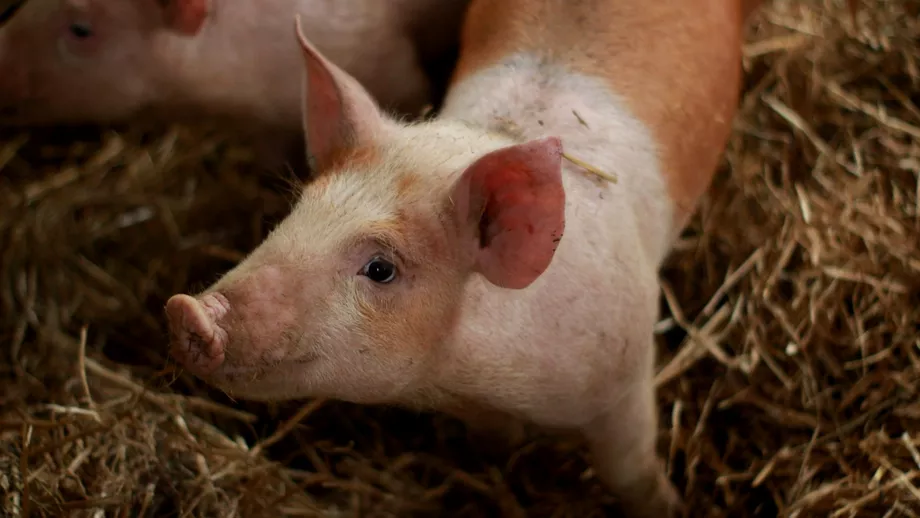 Cum poti sa vinzi legal carne de porc daca cresti animalul in curte Singura varianta prin care poti sa castigi bani